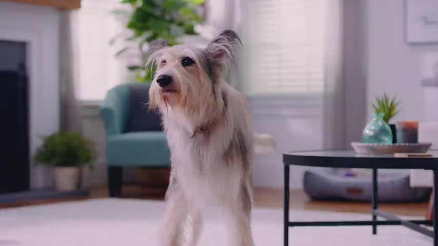 A dog is shown shedding pet hair which is able to be easily cleaned using the emerge complete cordless vacuum.  Woman is using her Emerge to easily vacuum pet food, vacuum crumbs, remove pet hair from couch, and return quickly return the vacuum to its onepwr charging stand for easy storage.  