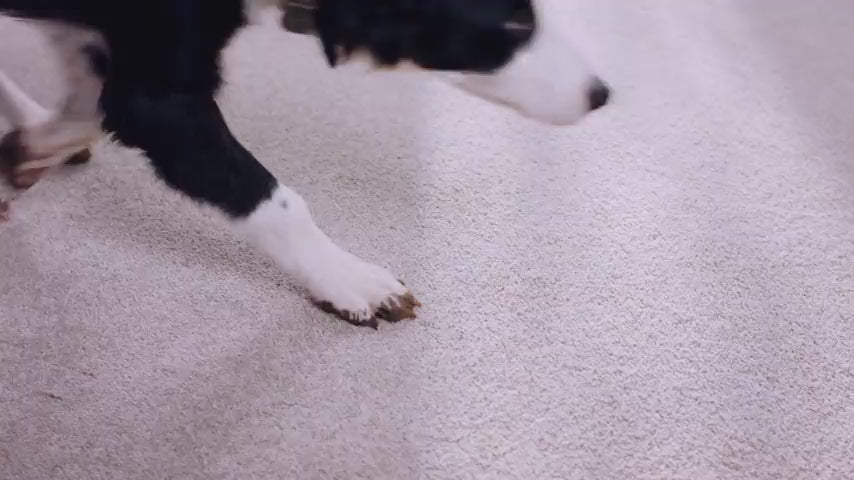 Load video: Food spills and dirt stains are tackled using the hoover powerdash pet advanced carpet and upholstery cleaner.  