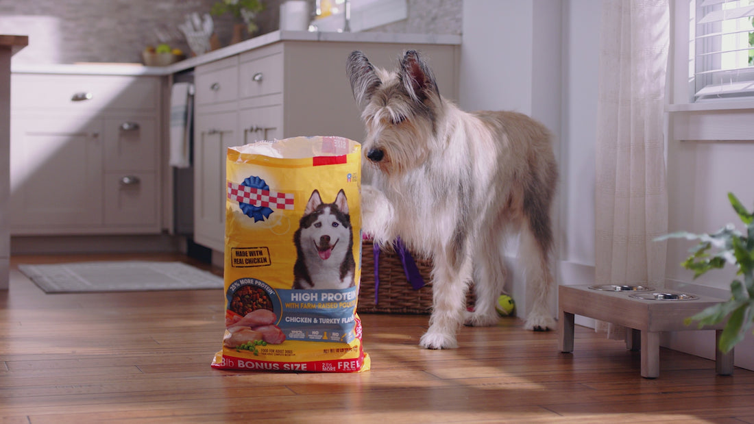 Dog spilling a bag of dog food all over the hard wood floors and its mom using her emerge pet vacuum cleaner to quickly clean his mess. 